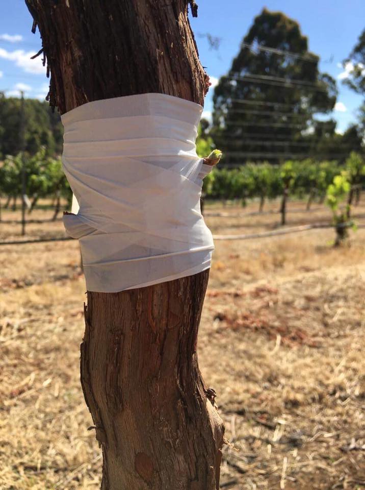 Pignoletto buds emerging at Vineyard 28 in the Geographe region of Western Australia