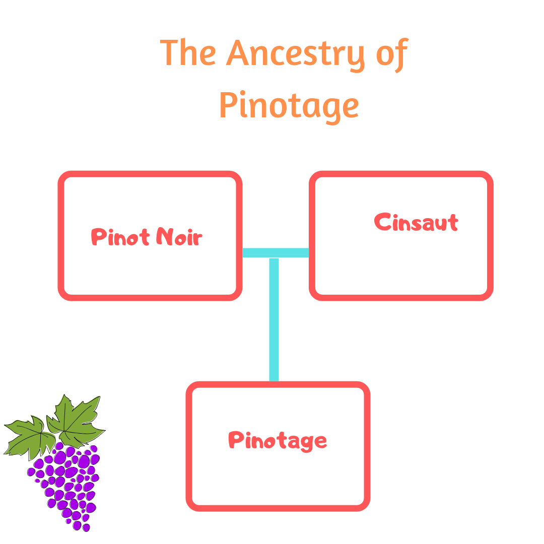 Pinotage is cross between Pinot Noir and Cinsaut
