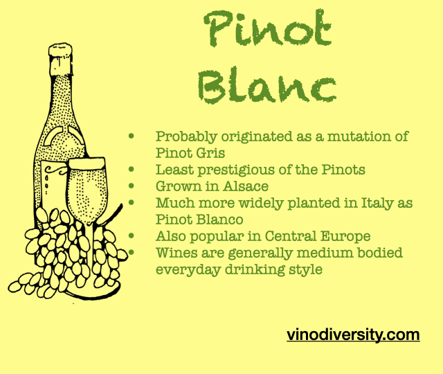 Pinot blanc square Pinot blanc square