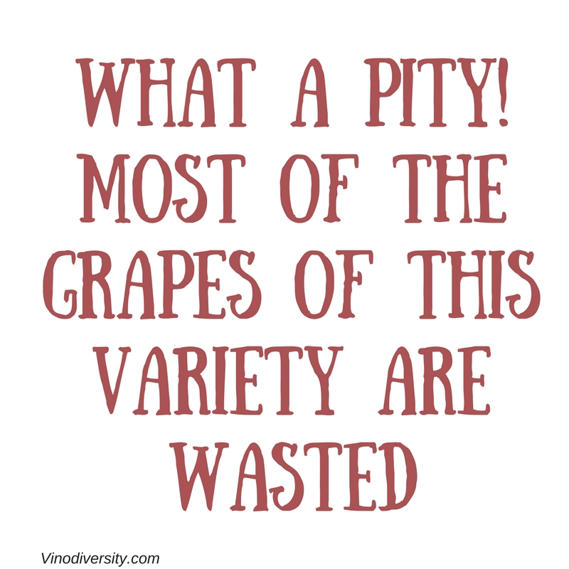 Pinot Meunier Wine Variety in Australia Pinot Meunier Wine Variety in Australia