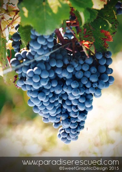 Cabernet franc