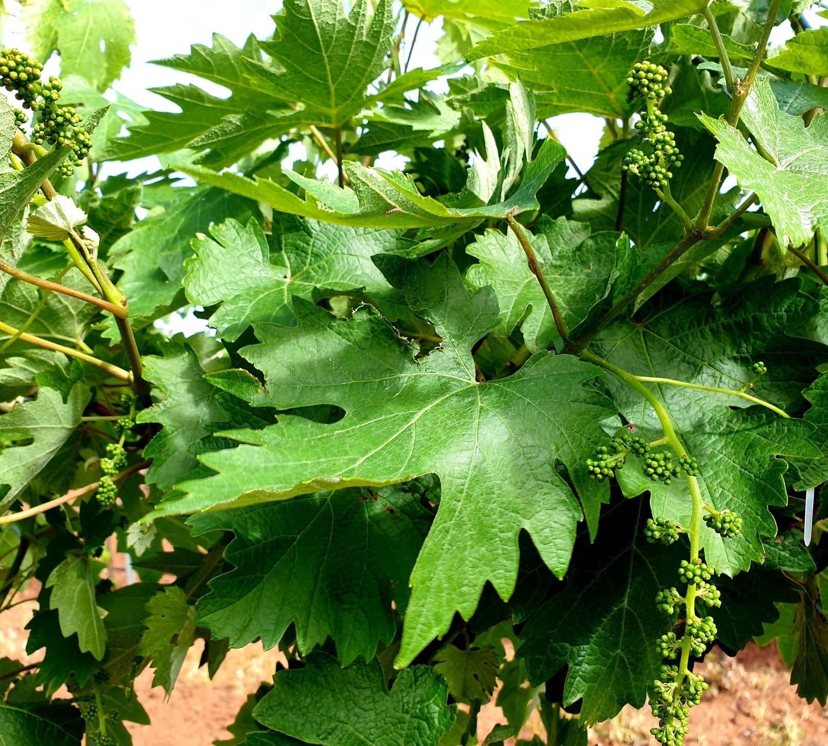 A new rare Ozzie variety - Raboso Piave at Dell'Uva Wines in the Barossa