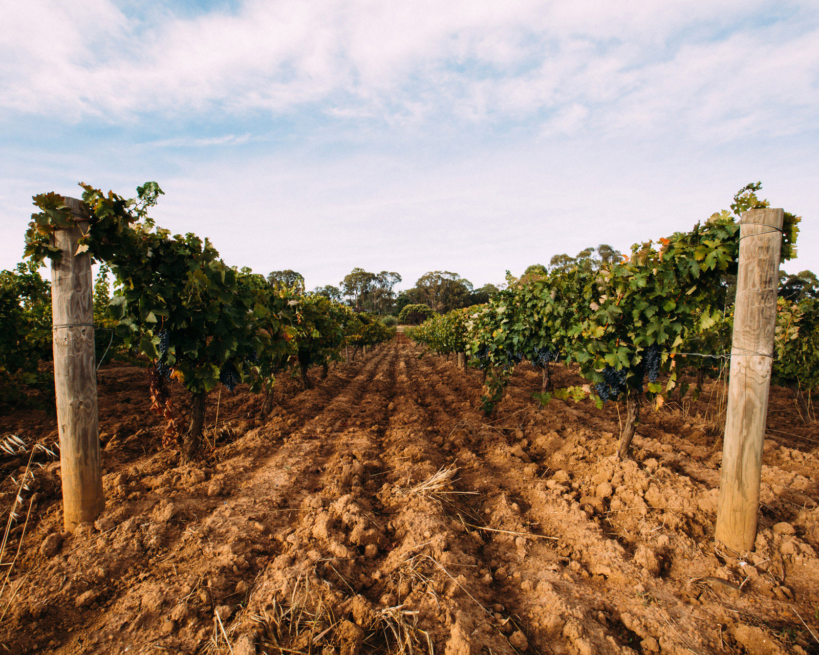 Beechworth Wine Region