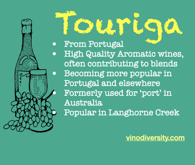 Touriga in Australia Touriga in Australia