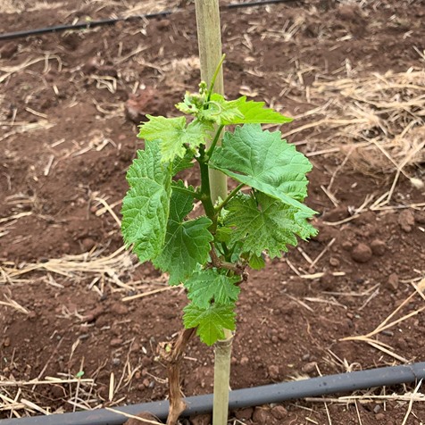 Ribolla Gialla vine at Sinapius Northern Tasmania
