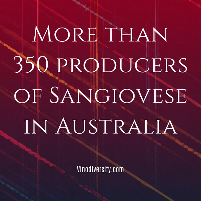 sangiovese producers