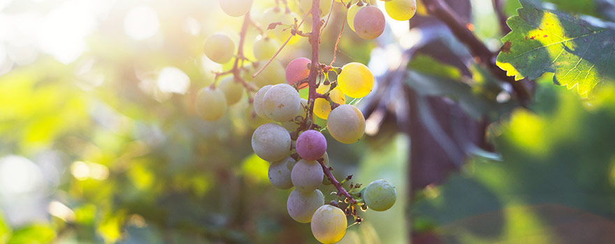 Pinot Gris/grigio grapes Pinot Gris/grigio grapes
