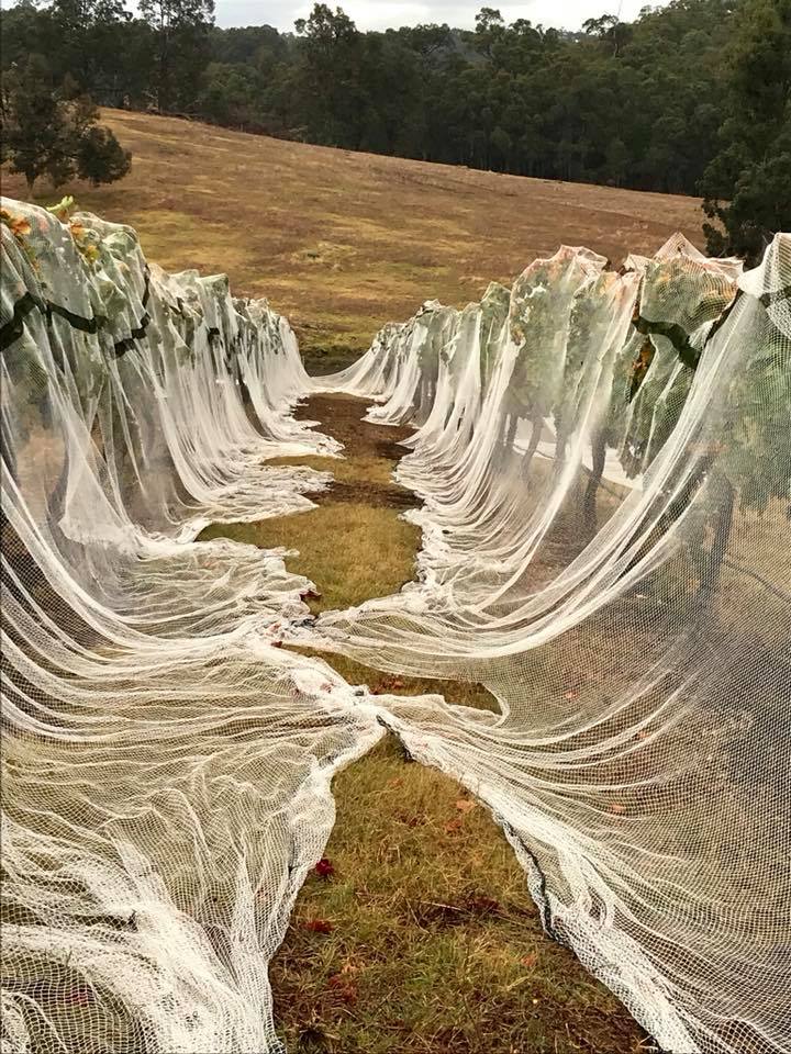 Sousão is the last variety of grapes to be picked each season at Mazza Wines In Geographe Western Australia