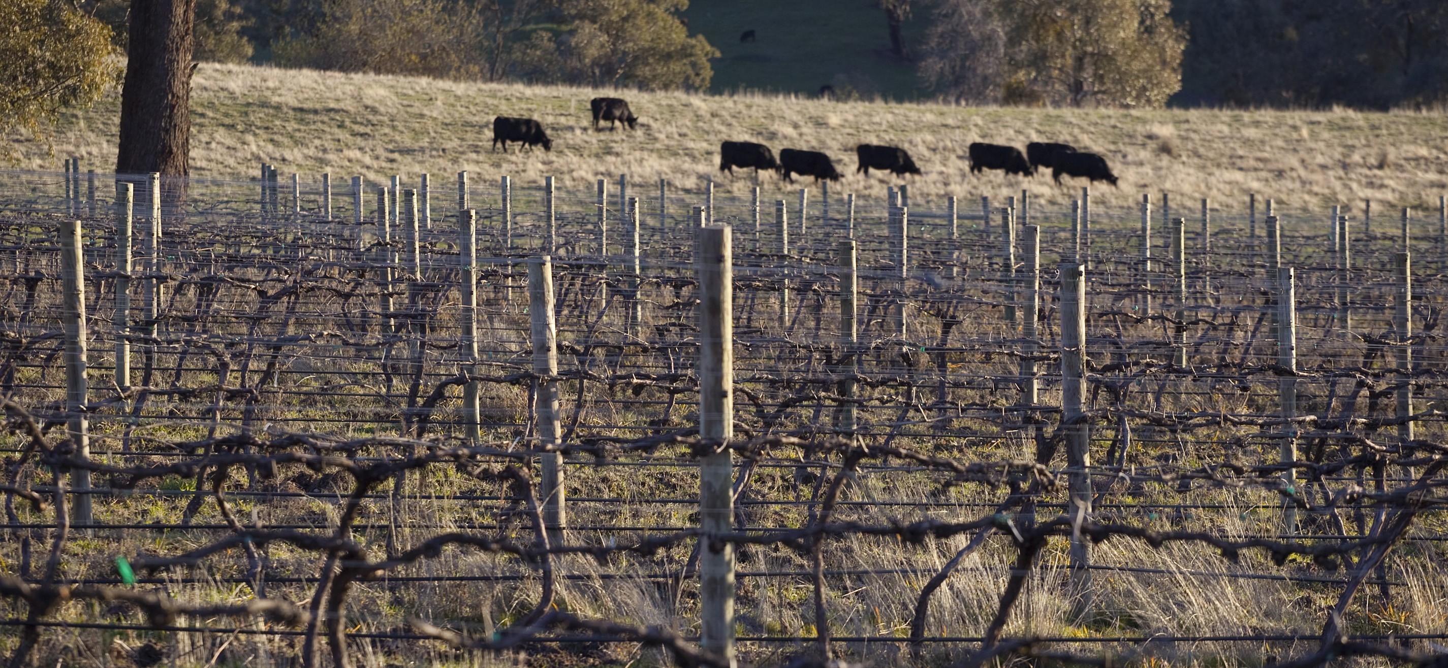 Tempranillo vines supply Ros Ritchie's Winery in the Upper Goulburn Region of Central Victoria