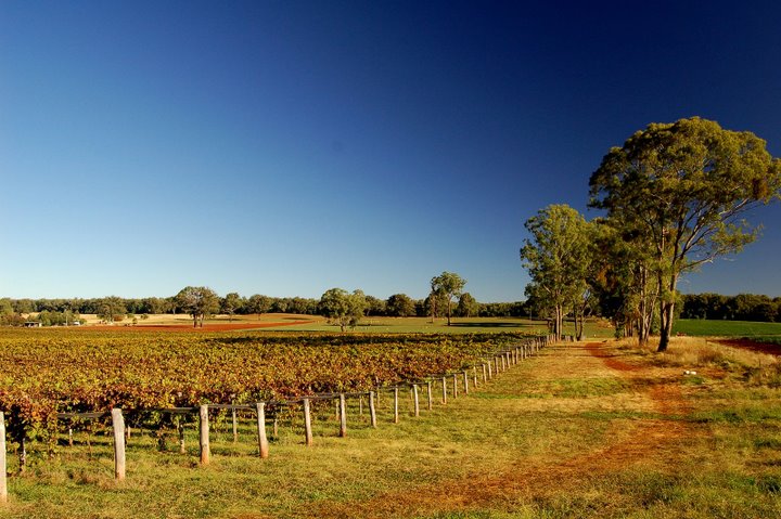 Toppers Mountain Wine Region