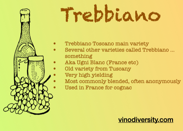 Trebbiano 