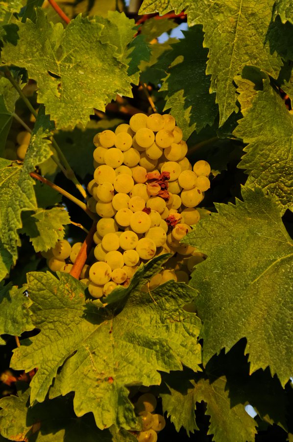 Verdicchio grapes