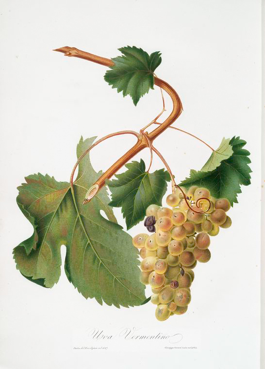 Vermentino wine variety