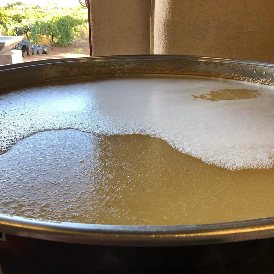 Vermentino fermenting at 919 Wines in the Riverland Vermentino fermenting at 919 Wines in the Riverland
