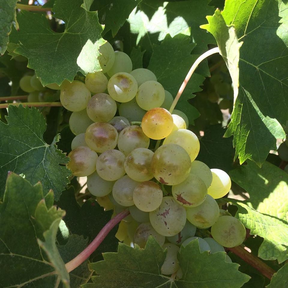 Vermentino grapes.  Image from Wines of Merritt