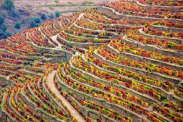 In Portugal's  Douro Valley many of the terraced vineyards are field blends of several varieties.   Image from Monica749 via Pixabay