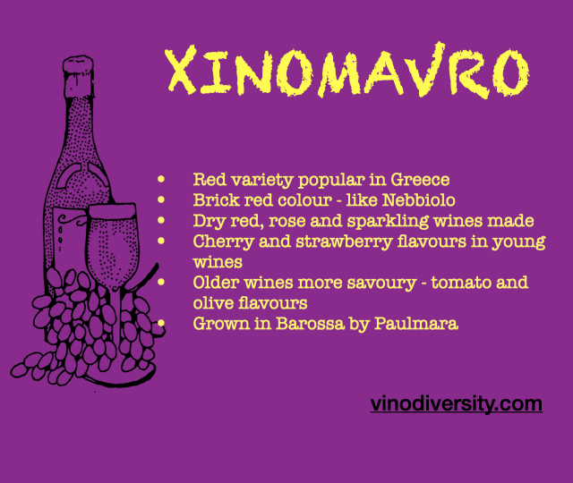Xinomavro red wine Xinomavro red wine
