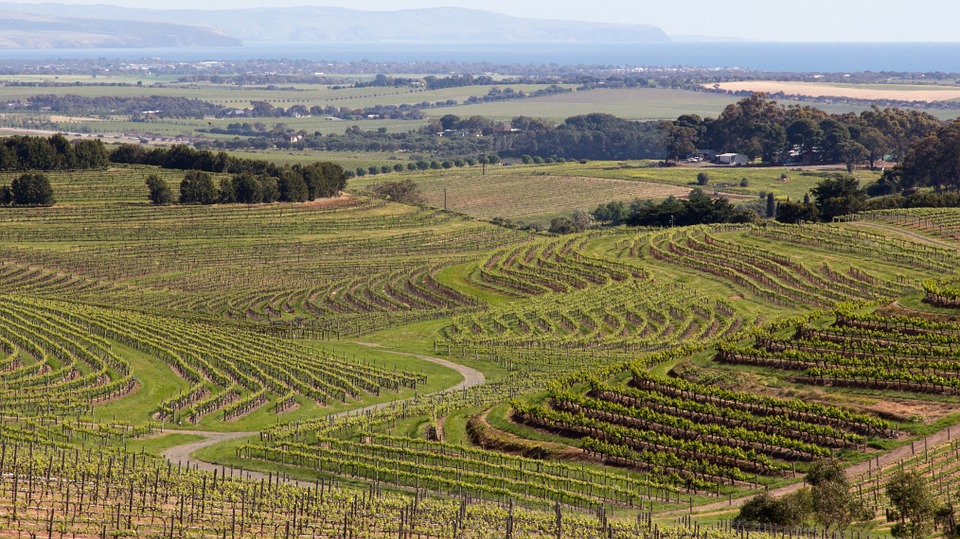 McLaren Vale Wine Region