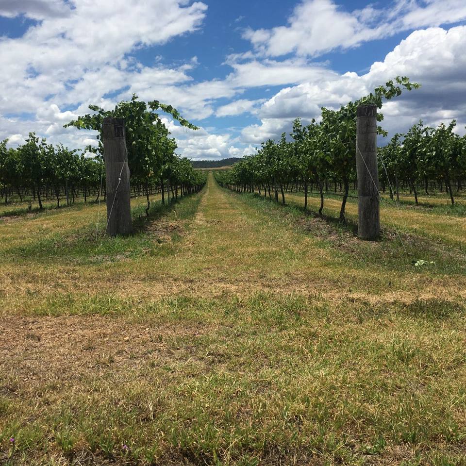 Zappa wines In the New England Wine region